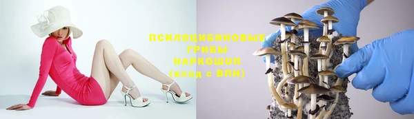 прущие грибы Абаза
